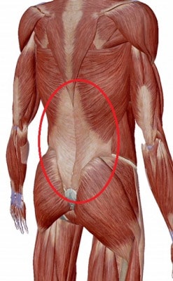 胸腰筋膜ってどこ？身体（体幹）・呼吸の繋がり知って・ほぐして・動いて・腰痛知らずの健やかな身体へ – Active beauty N style